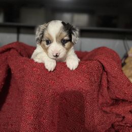 Alan - Blue male Companion Cross puppy in Post Falls, Idaho from Splootin’ around Corgi’s