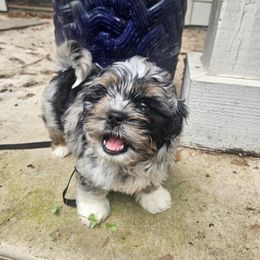 Assorted Doodle Crosses, Aussiedoodle, Australian Shepherd, Long Haired Weimaraner, Shihpoo, and Shih Tzu Puppies from Rockiń N Kennel