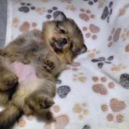 Shanee - Red sable female Pomeranian puppy in Linwood, North Carolina from My Tiny Paws