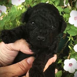Cash - Toy Poodle Raised in Home - Black male Poodle puppy in Falcon, Missouri from Cedar House Heritage Poodles | AKC Toy & Miniature Poodle Puppies Raised in Home