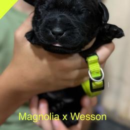 Green - Black male Labrador Retriever puppy in Wilson’s, Virginia from Cedar Hill Farm Labradors