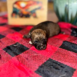 Spike - Chocolate sable male Pomeranian puppy in Knoxville, Tennessee from Thea's Puppies