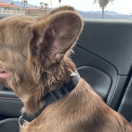 French Bulldogs from Kindly kain