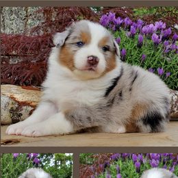 Dash - Blue merle Australian Shepherd puppy in Olympia, Washington from Echelon Australian Shepherds