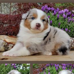 Dash - Blue merle Australian Shepherd puppy in Olympia, Washington from Echelon Australian Shepherds