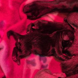 Girl 1 - Black female Pug puppy in Fitzwilliam, New Hampshire from Kayla's Pugs