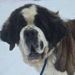 Ithaca - Saint Bernard