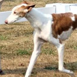 Chinese Cresteds, Ibizan Hounds, and Salukis from Castlecove