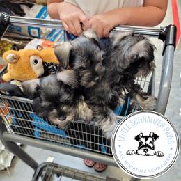 Miniature Schnauzer Puppies from Little Schnauzer Paws