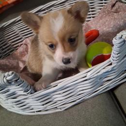 Dot - Red female Pembroke Welsh Corgi puppy in Gaffney, South Carolina from Battlefield Kennels