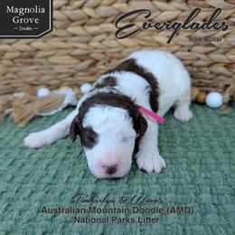 Everglades - Pink Collar - female Australian Mountain Doodle puppy in Oxford, Alabama from Magnolia Grove Doodles