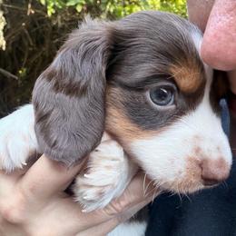 Cedar AKC - Piebald male Dachshund puppy in Erie, Michigan from Champagne’s Grinch Toe’d Dachshunds