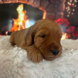 Boy 3 - Apricot male Goldendoodle puppy in San Diego, California from Southside Doodles