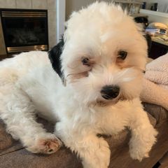 Assorted Doodle Crosses, Bichon Frises, Poodles, and Shichons from Mozzie's Waggineers