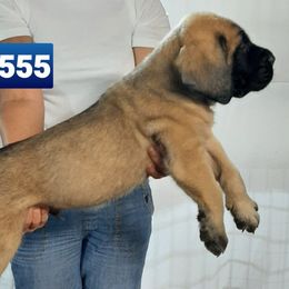 AKC PUP 555 - Fawn male Mastiff puppy in Ava, Missouri from Ozark Mountain Mastiffs
