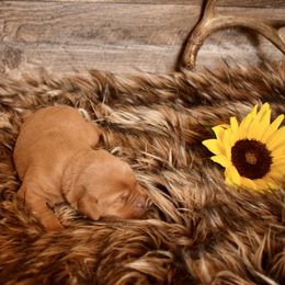 Labrador Retriever Puppies from TNT Elite Labradors