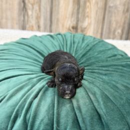 Chance - Tri-color male Australian Labradoodle puppy in Wamego, Kansas from Doodles of Oz
