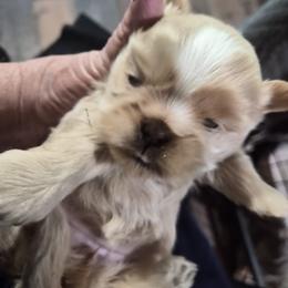 Bubbles - Cream and white female Shih Tzu puppy in Green Valley Lake, California from All American Shih Tzu Puppies