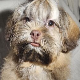 Shih Tzu Puppies from Adrianas Beautiful Shitzu’s