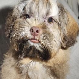 Shih Tzu Puppies from Adrianas Beautiful Shitzu’s