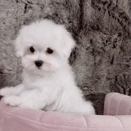 Estella - White female Maltese puppy in Vinton, Louisiana from Dreams & Love Maltese