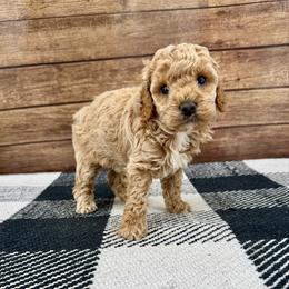 Little girl 4 - Buff female Cockapoo puppy in Beresford, South Dakota from DAKOTA DOOD RANCH