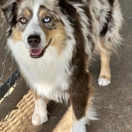 Faith - Miniature American Shepherd