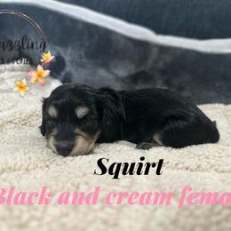 Squirt - Black and cream female Dachshund puppy in Kissimmee, Florida from Dazzling Frenchies and Doxies
