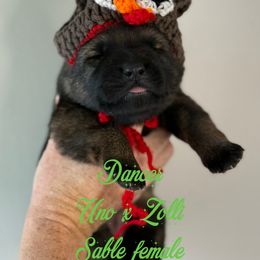 Dancer (lime collar) - Sable female German Shepherd puppy in Canterbury, Connecticut from Nachtwaechter German Shepherds, LLC