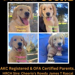 Golden Retriever puppies from Libby Brown