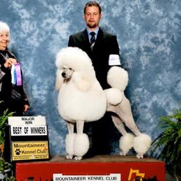 Gidget - Poodle
