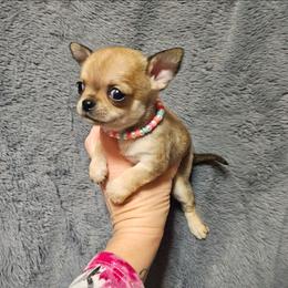 North - Fawn male Chihuahua puppy in Ligonier, Indiana from Country Charm Chihuahuas
