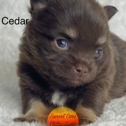 Chihuahua Puppies from Sunset Eves Chihuahuas