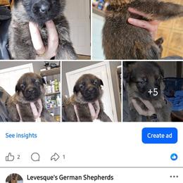 Female 2500 - Sable female German Shepherd puppy in Buckfield, Maine from Levesques German Shepherds