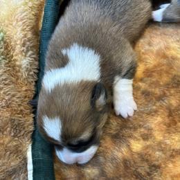 TRACER AKC - Sable male Pembroke Welsh Corgi puppy in Hinton, Oklahoma from Green Cloud Ranch