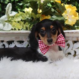 Remy - Piebald male Dachshund puppy in Woodbine, Georgia from Bowdachs Cream Pies