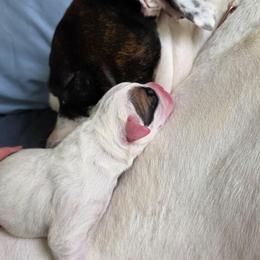 Rocco - White and brindle male American Bulldog puppy in Homer, Georgia from Valor American Bulldogs