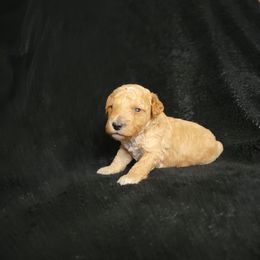 Boy 2 - Apricot male Poodle puppy in Missouri from KDK Missouri Miniature Poodles