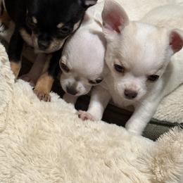 Chihuahua Puppies from Jolene's Chihuahuas