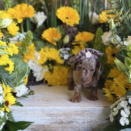 Chocolate and tan dapple female - Dapple female Dachshund puppy in Wills Point, Texas from East Mini Dachshunds Texas