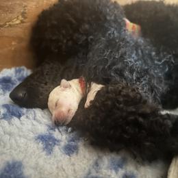 Poodles from Foxy Poodles