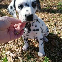 Dalmatian and Poodle Puppies from Cotton Top