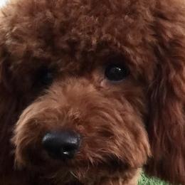 Poodles from Peachy Poodles