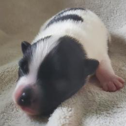 Rowdy - Black parti male Pomeranian puppy in Bellevue, Iowa from Fluffy Wonders Poms and Doodles