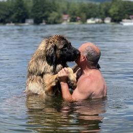Leonberger and Miniature Australian Shepherd Puppies from Bear Pond Aussies / Leonbergers of Maine