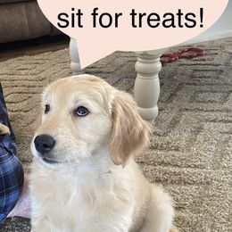 Golden Retriever Puppies from Ginn’s Golden Retrievers