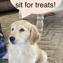 Golden Retriever Puppies from Ginn’s Golden Retrievers
