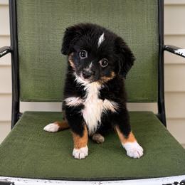 Tucker - Black tri male Toy Australian Shepherd puppy in Alabaster, Alabama from Bama Belle Aussies