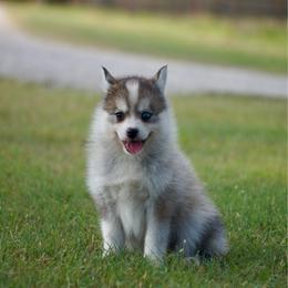 Taffy - Silver female Pomsky puppy in Krum, Texas from Paw-Some Pomskies