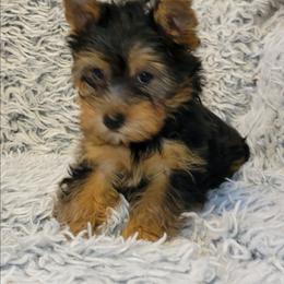 Green collar boy - Black and tan male Yorkshire Terrier puppy in Jacksonville, Florida from Yorkieology